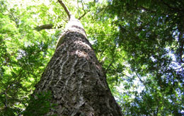 These are what the trees look like before they are beautiful planks